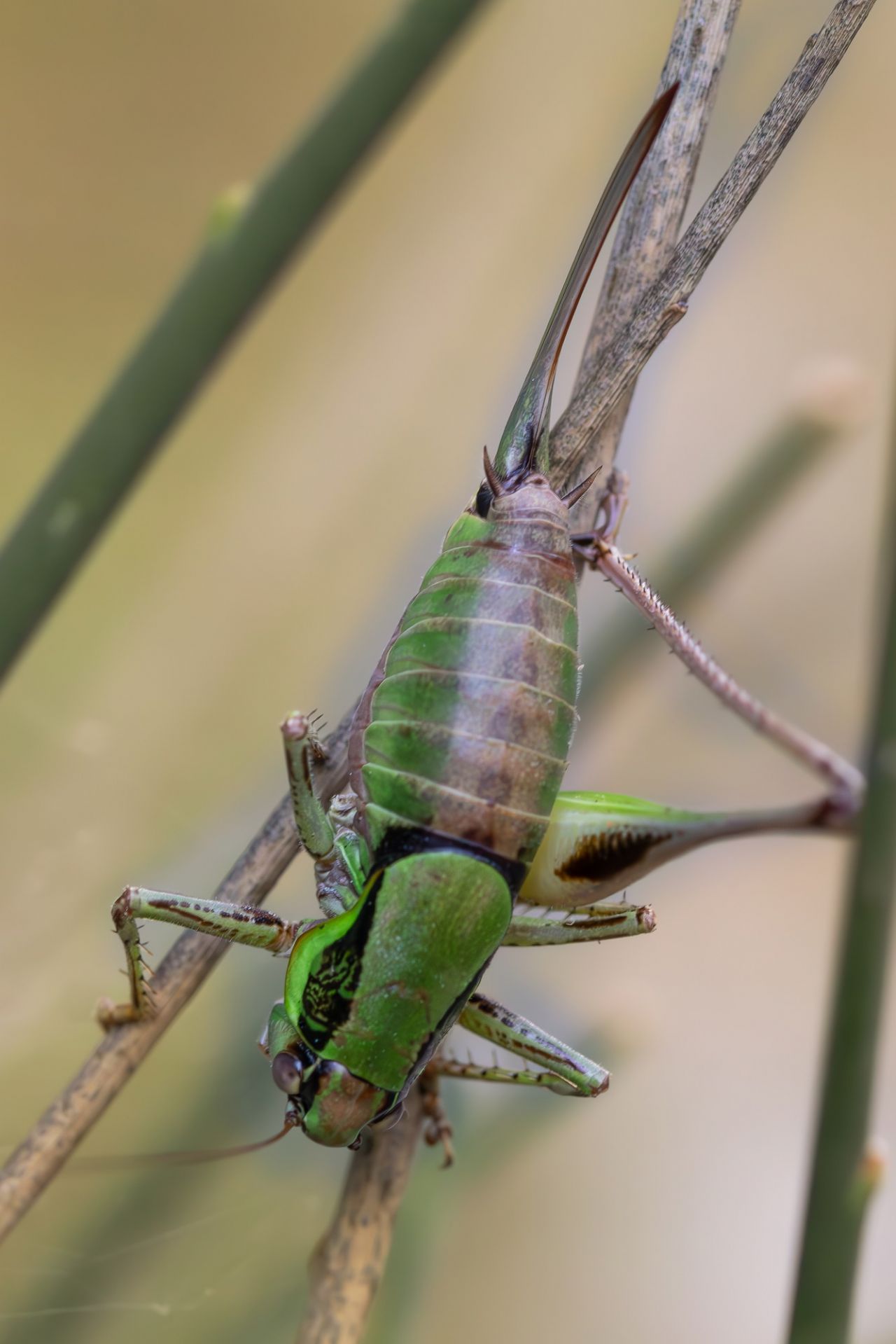 Tettigoniidae - Eupholidoptera sp.